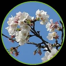 How to Tell If Pear Pollen for Sale Is Authentic