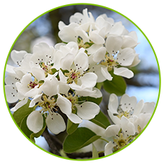 odm pearpollen experiment
