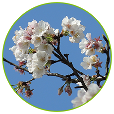 active pear pollen for pollination companies