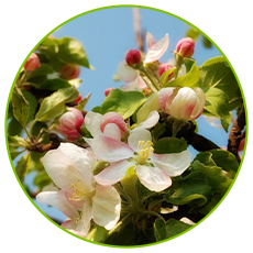 pollen used for pollination in apple orchards factories