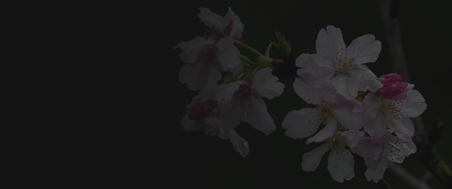 using pear pollen can improve orchard yield products