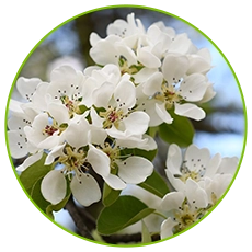 pear pollen collection base manufacturer