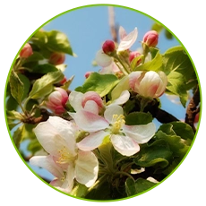 high quality apple tree pollen grain