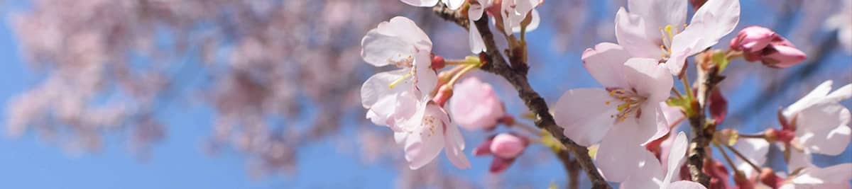pear flower powder for pollination in pear garden