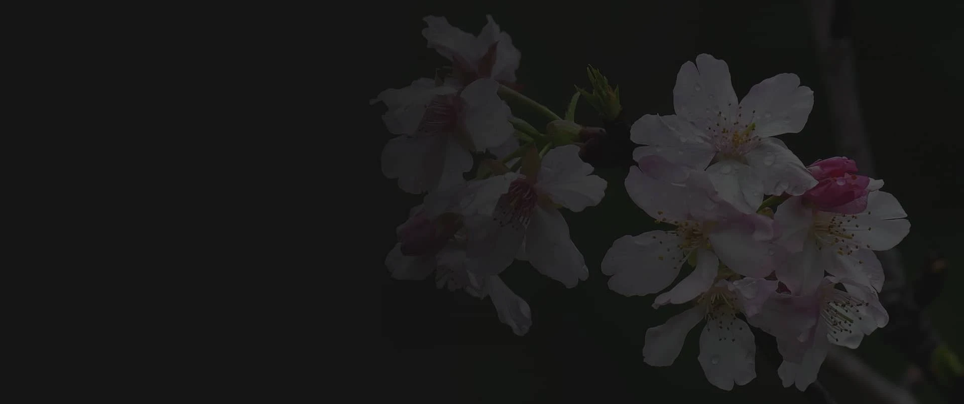 pollen of plum product
