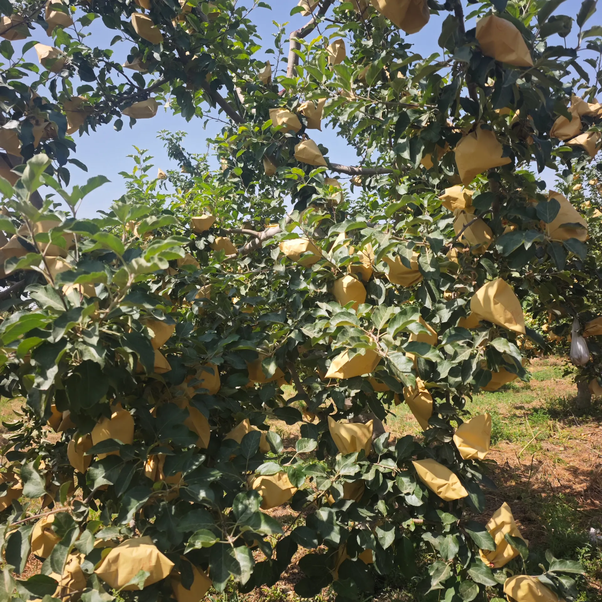 Peach Pollen: The Eco-Friendly Superfood for Enhanced Nutrition