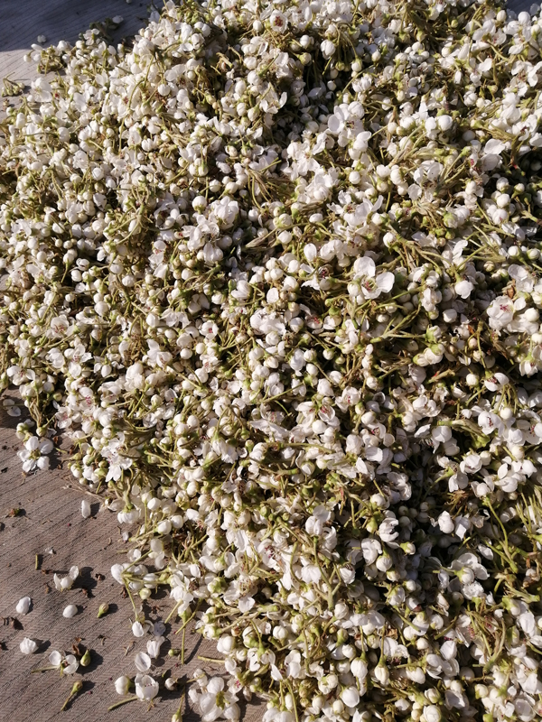 apple pollination method factory