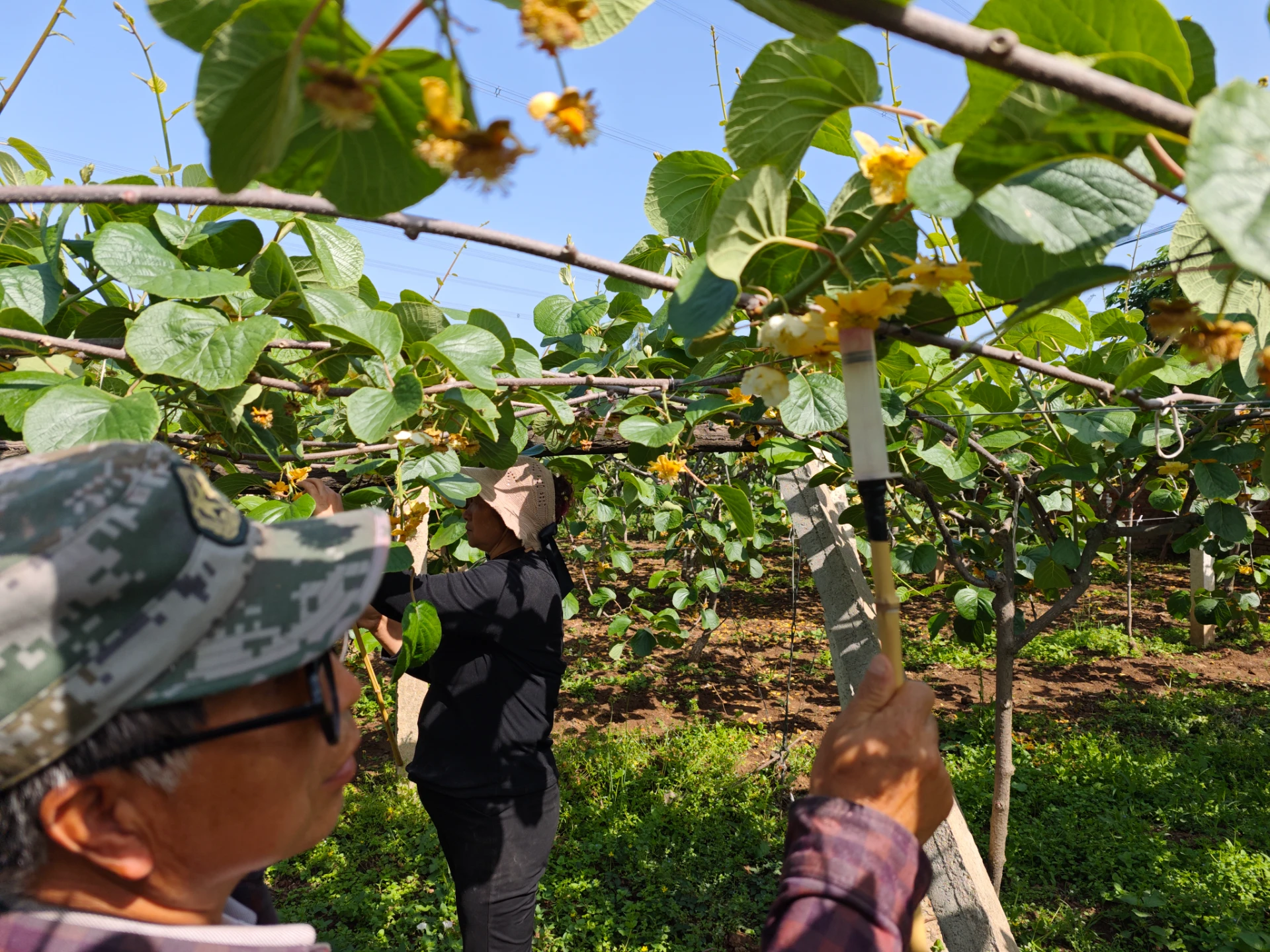 Global Surge in Kiwipollen Demand: Trends Shaping Wholesale Markets