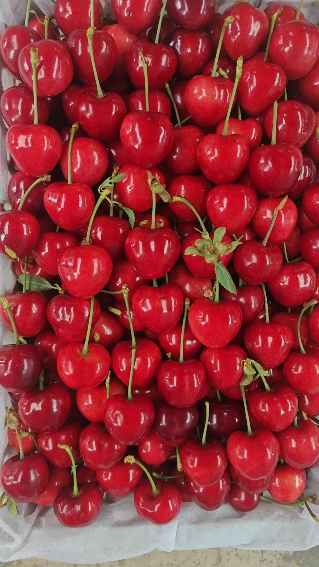 сертификация ce pearpollen эфирный