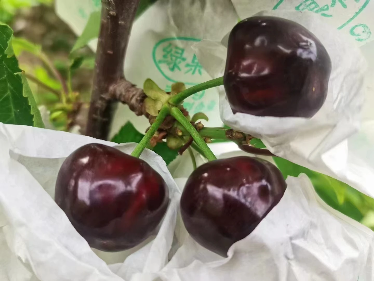 benefits of apple cross pollination