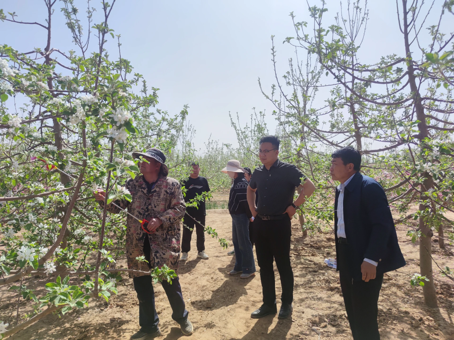 benefits of apple cross pollination