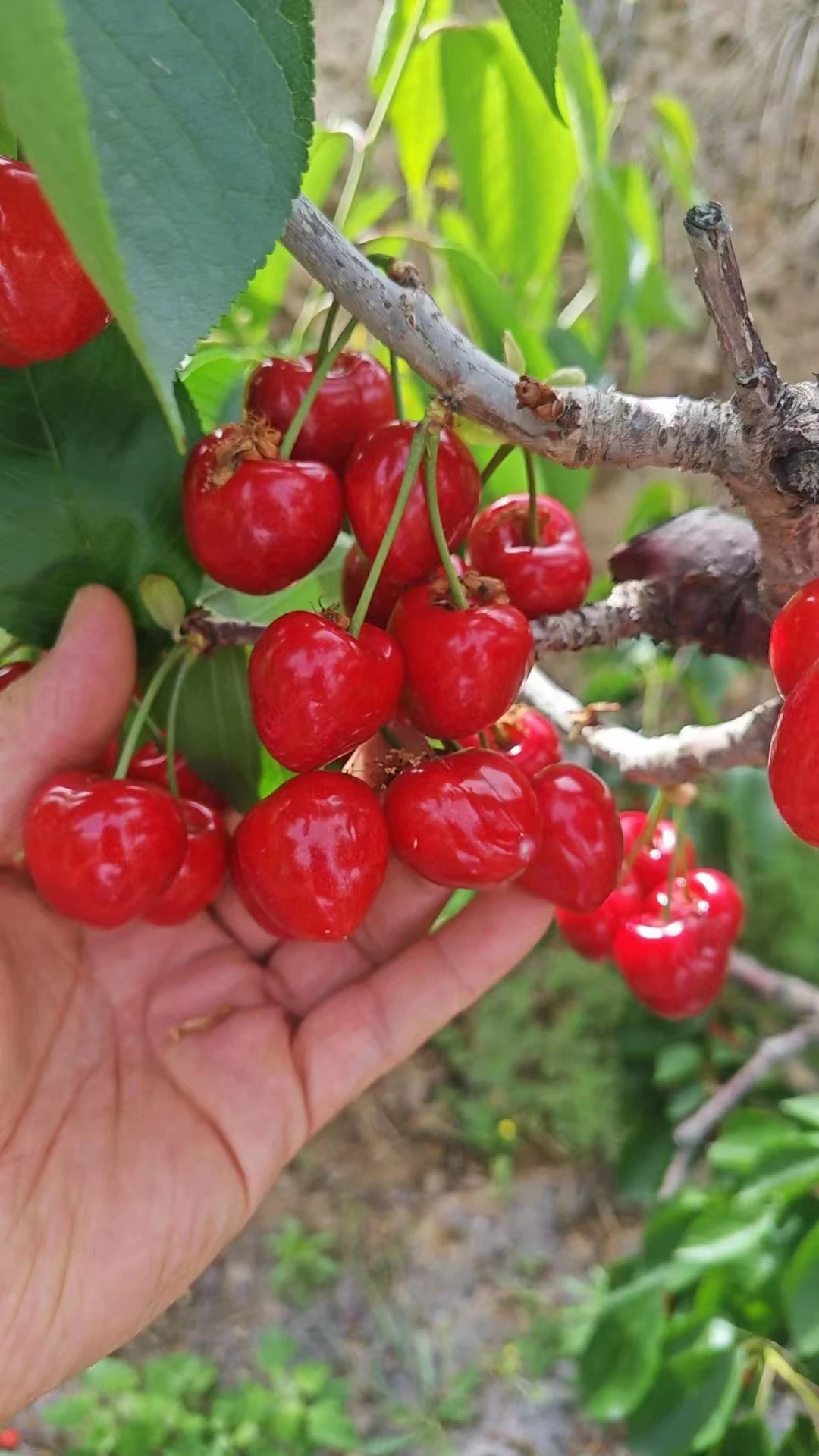 wholesale advanced pollination methods of pear trees