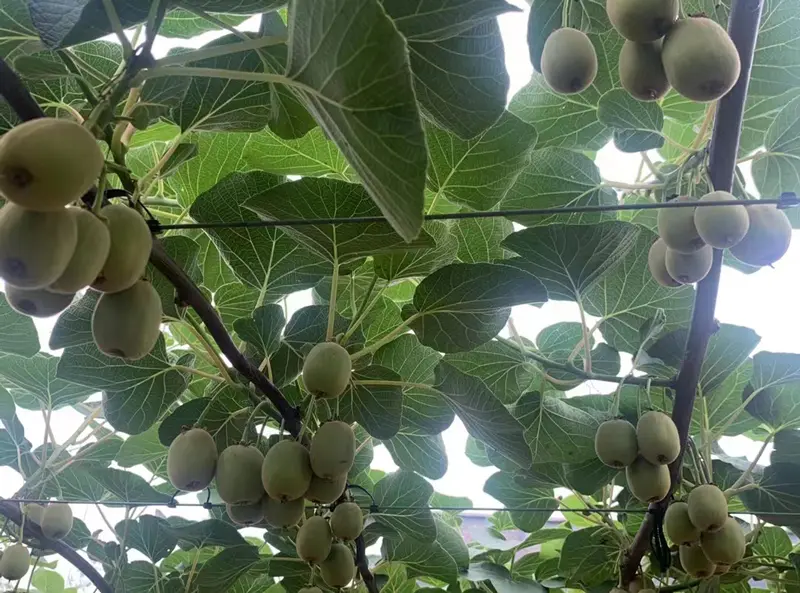 do pear trees need auxiliary pollination manufacturers