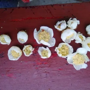 wholesale dragon fruit bag