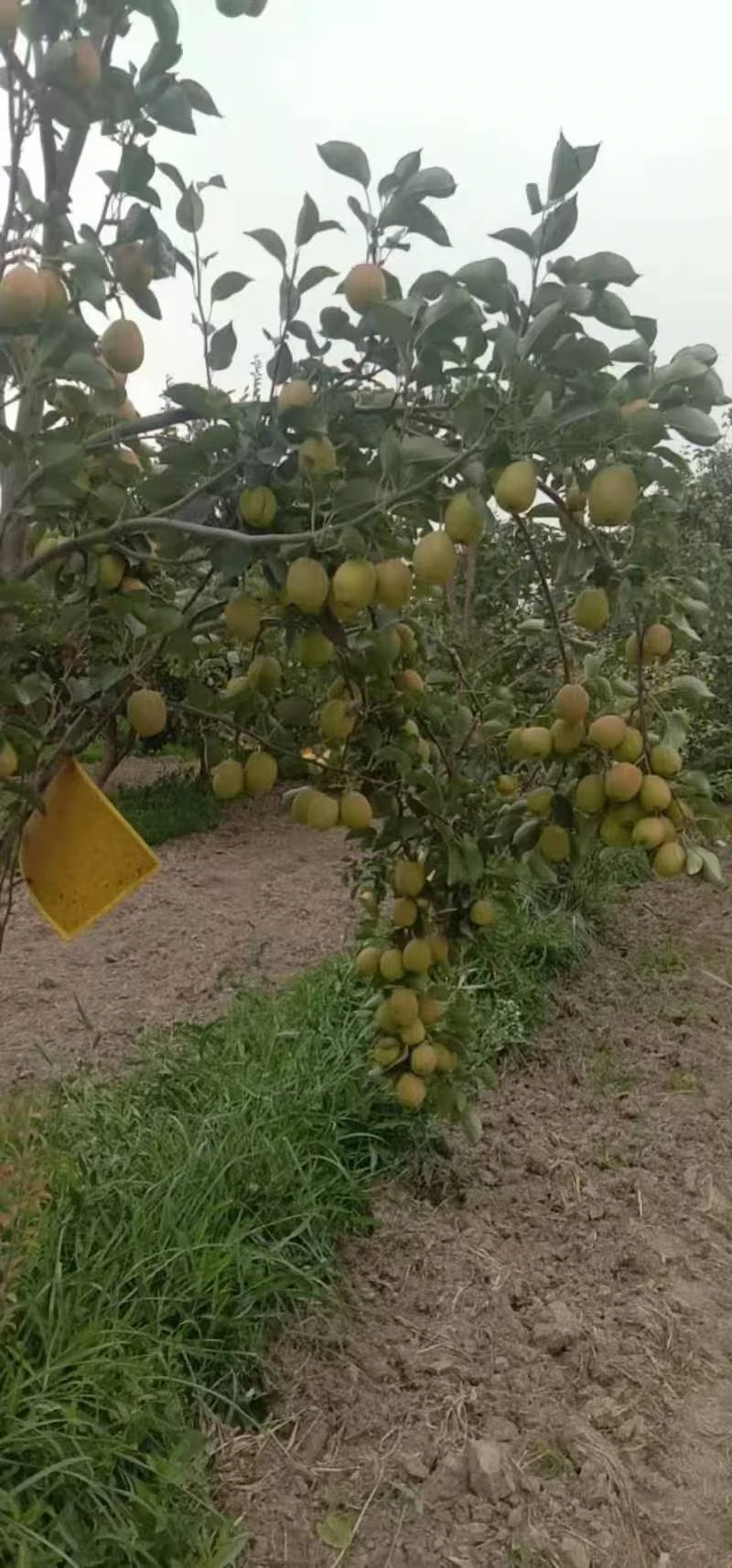 custom mango fruit bagging technique