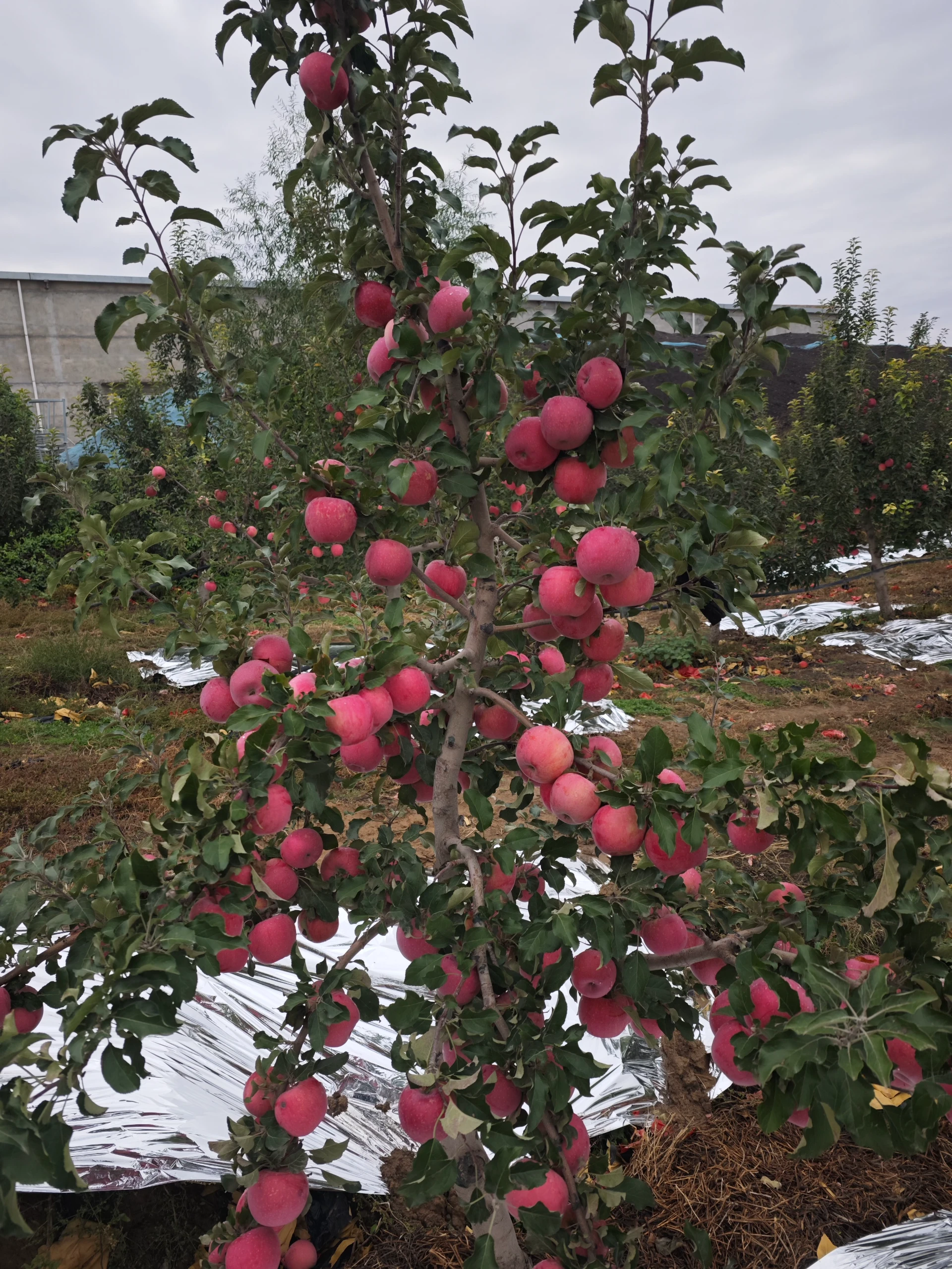ce certification peach blossom powder for pollination