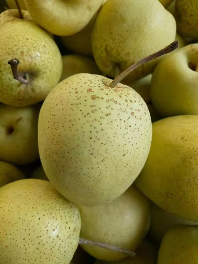 ce certification varieties suitable for collecting apple pollen
