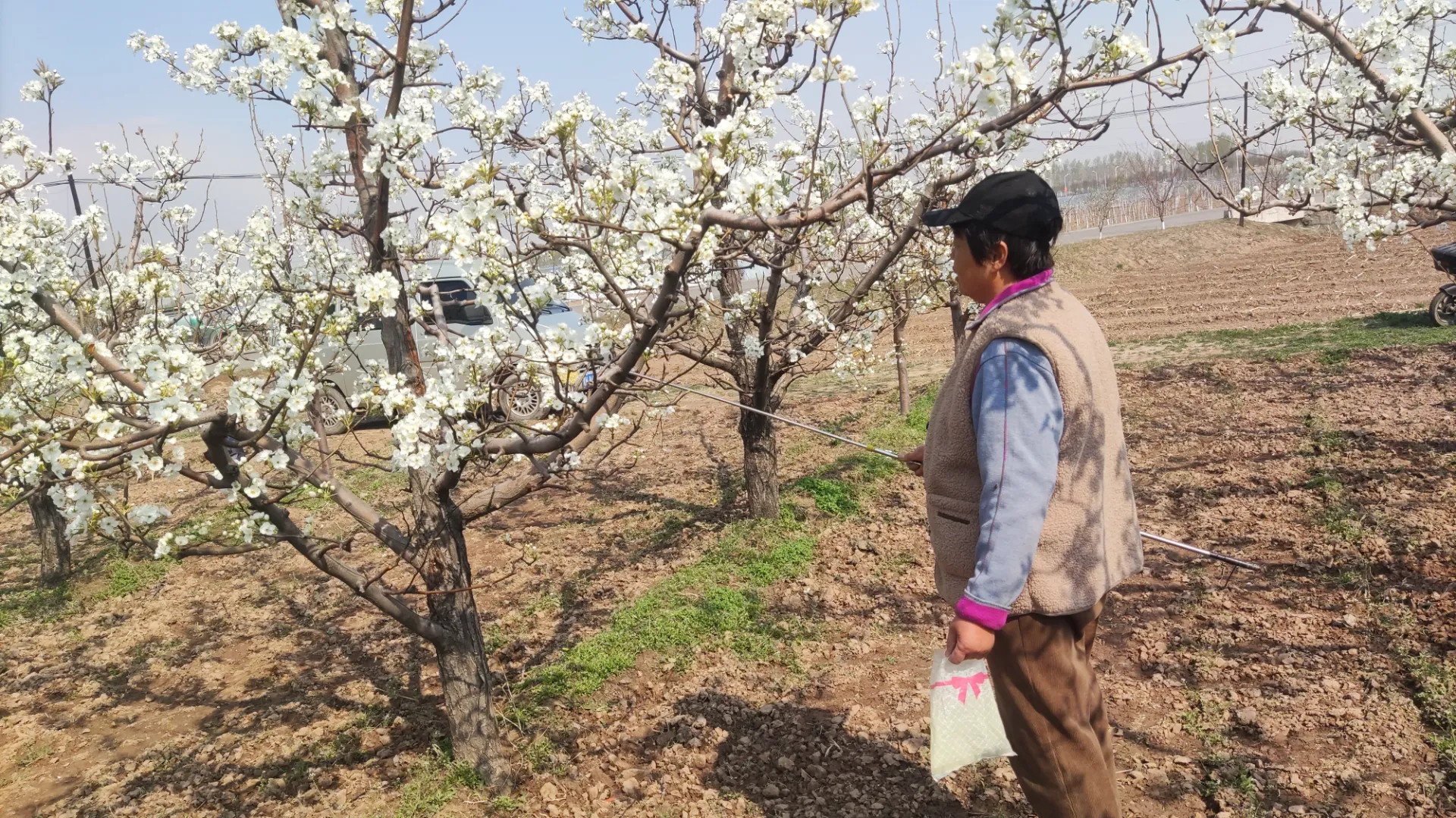 oem apricot pollen on trees