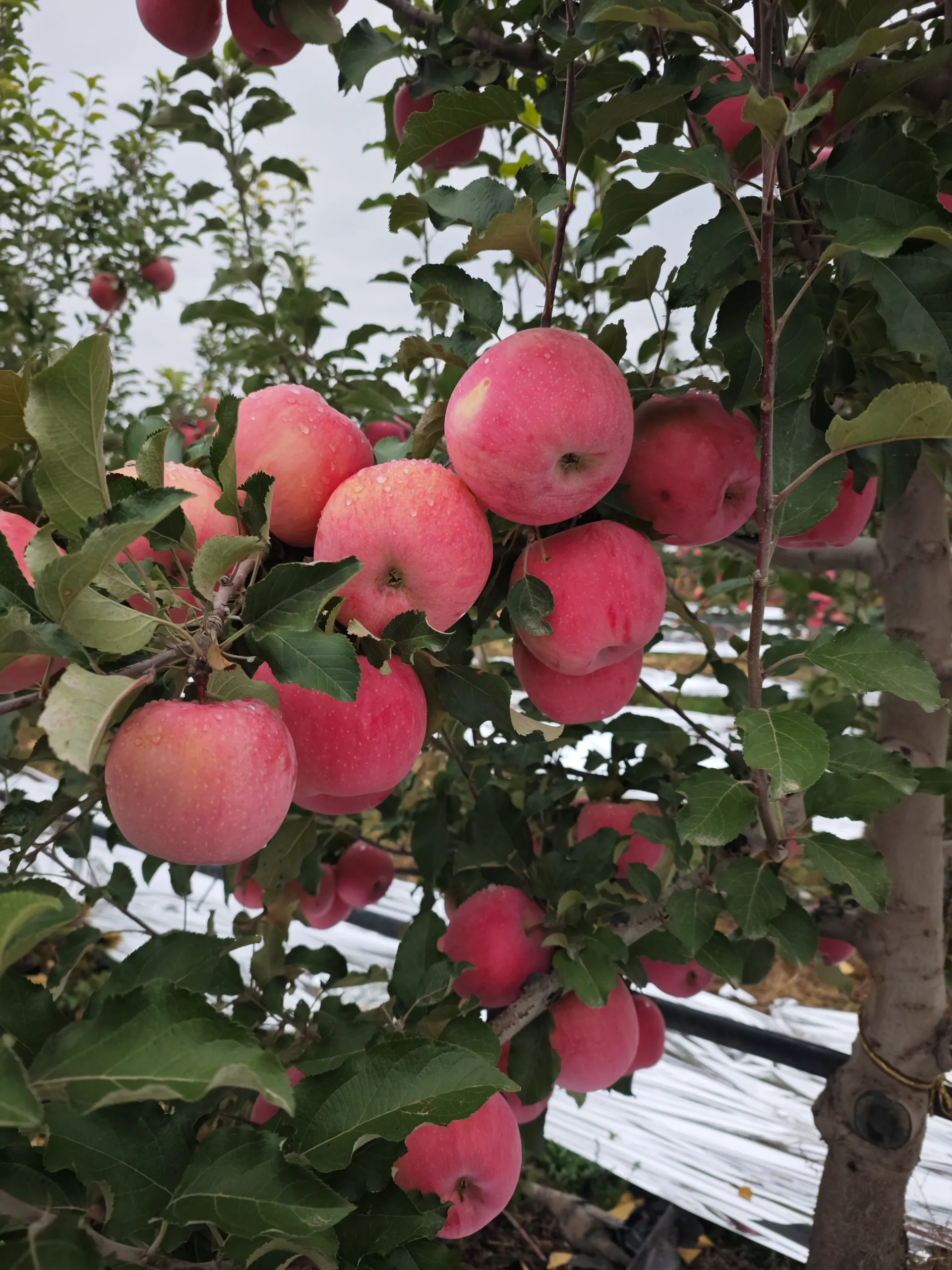 ce certification apricot tree pollen