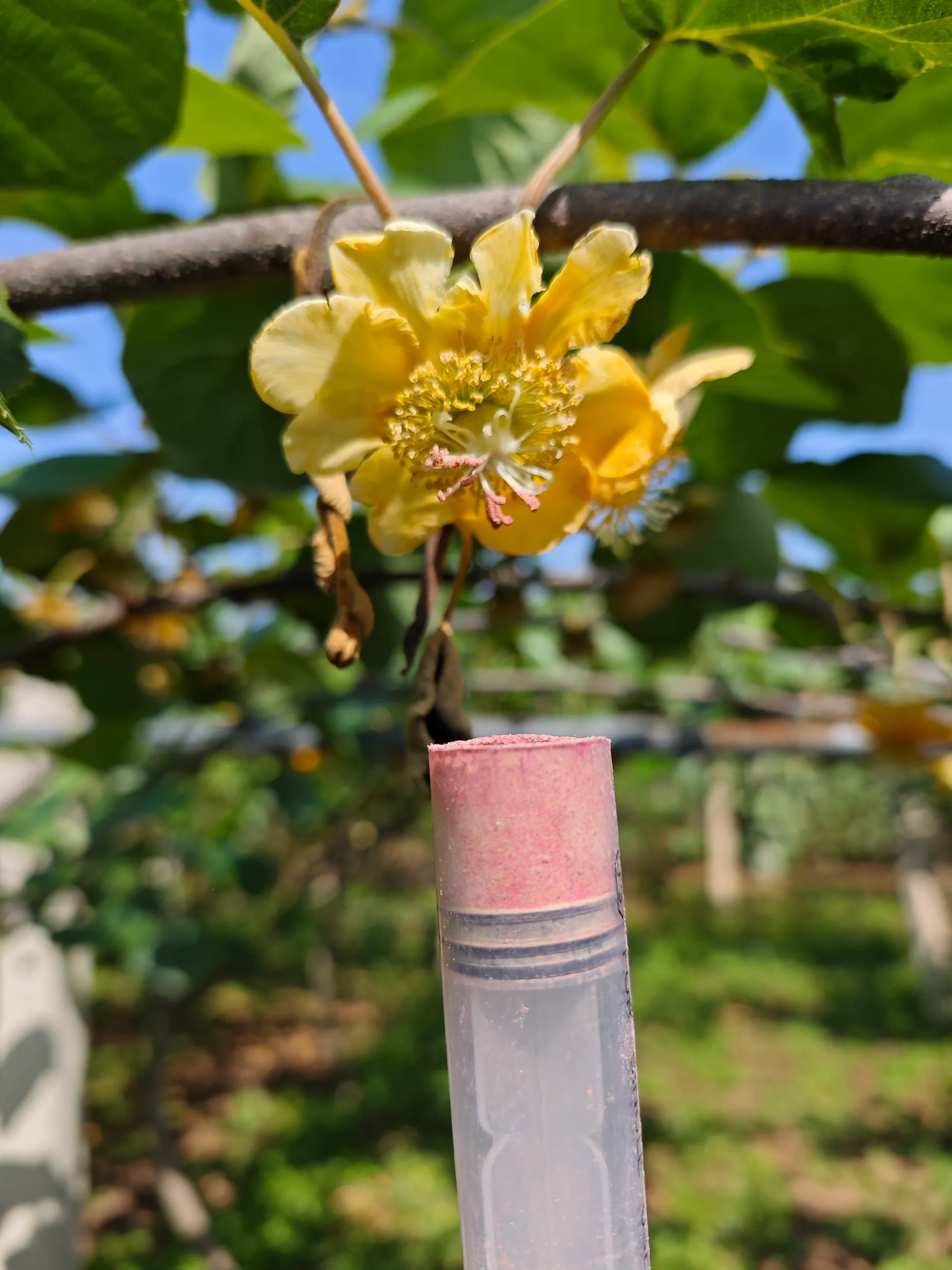 cheap pollen for pollination of pear trees in orchards
