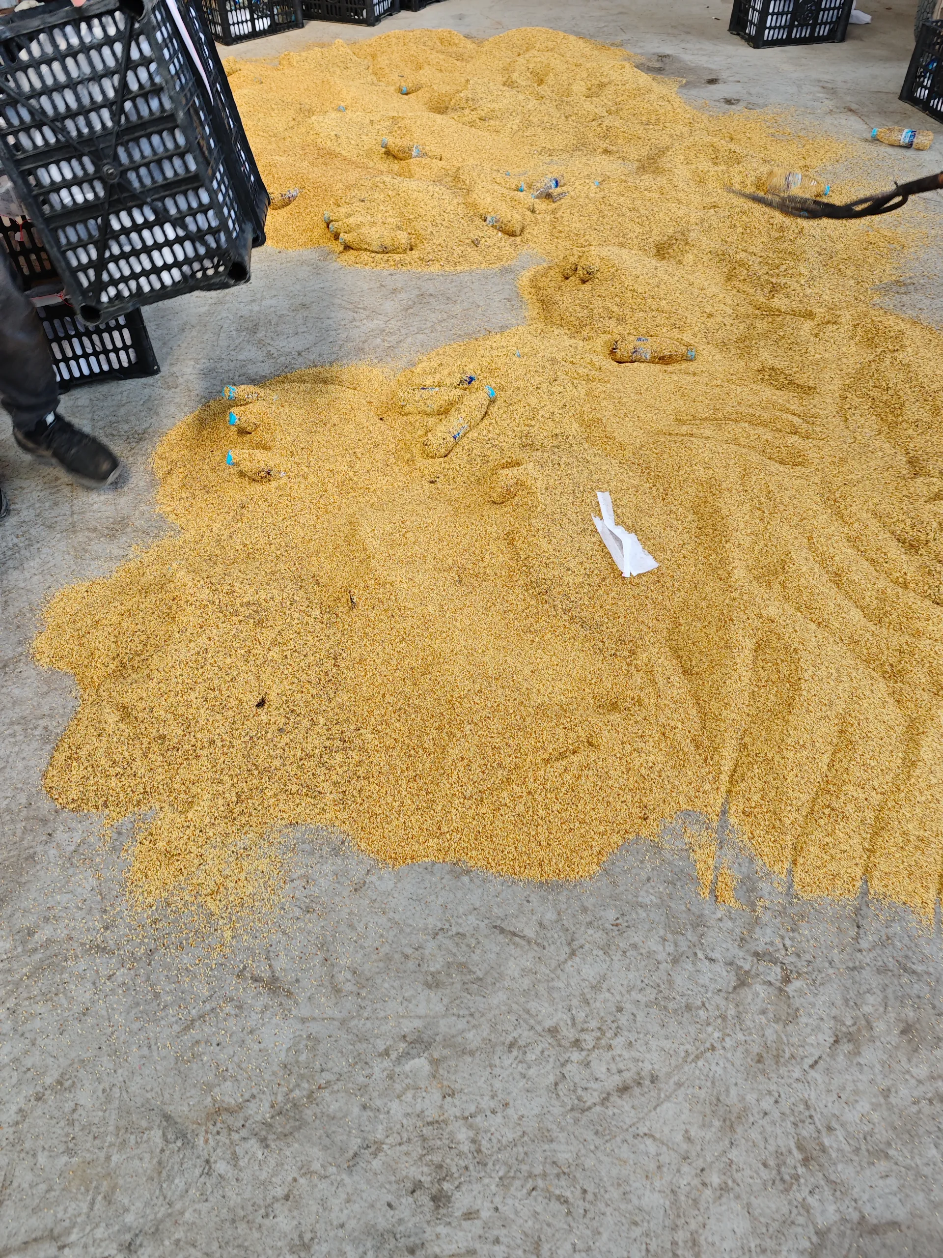 Best Practices for Processing and Buying Apple Tree Pollen