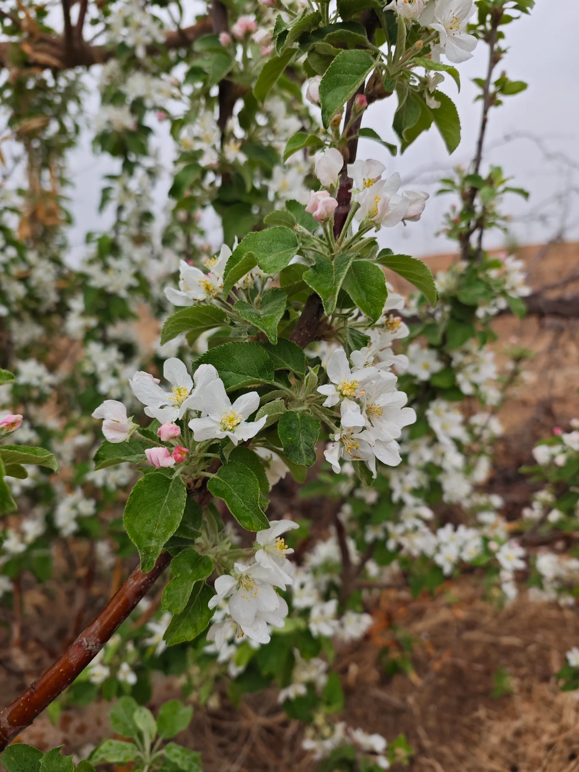 Best Practices for Processing and Buying Apple Tree Pollen