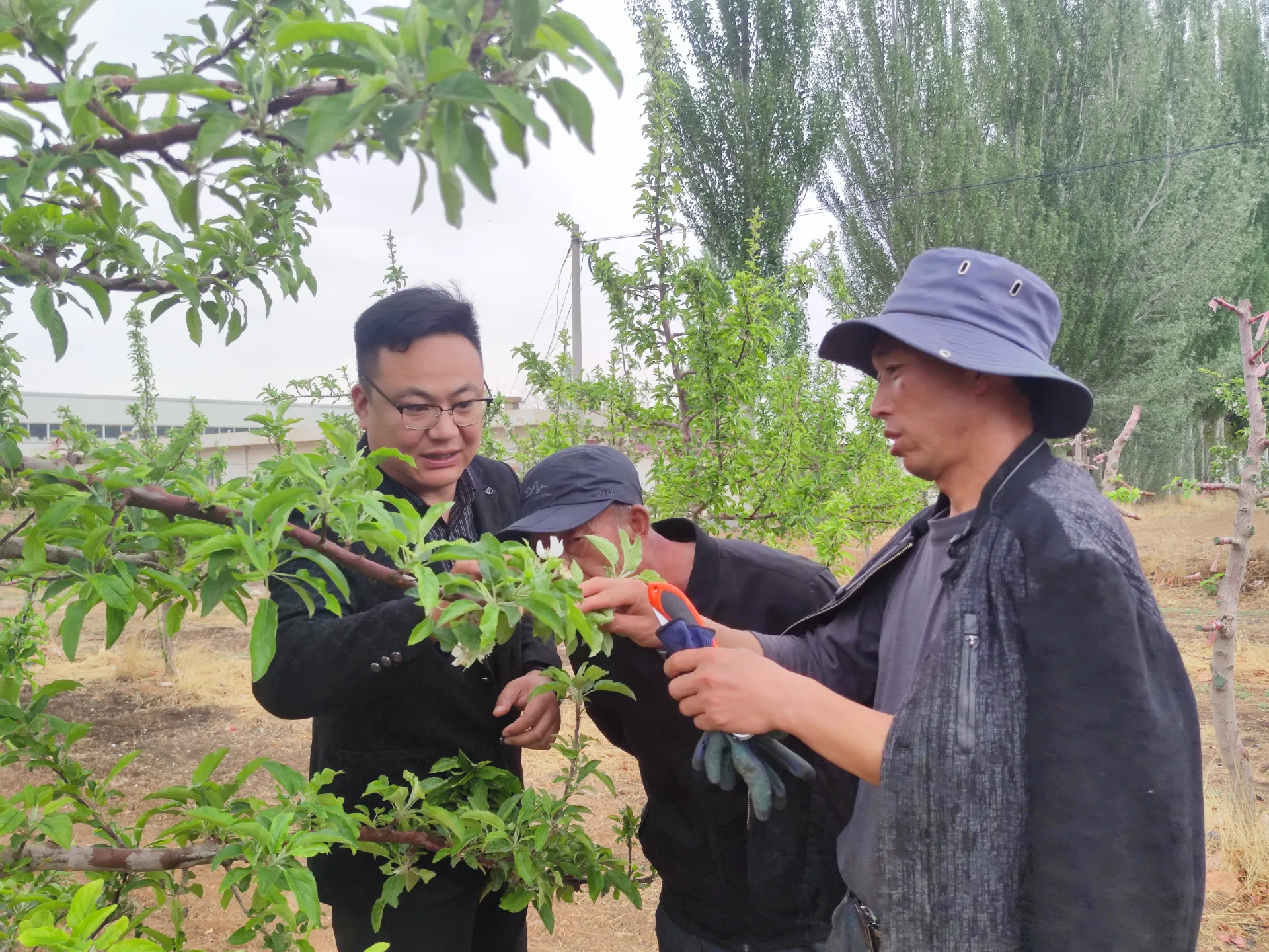Best Practices for Processing and Buying Apple Tree Pollen