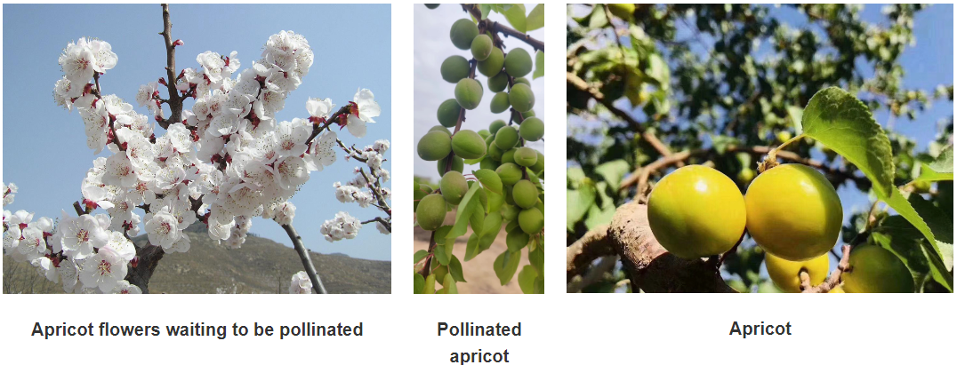 The Future of Cherry Tree Pollen in Smart Agriculture